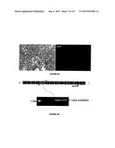 REVERSE GENETICS OF NEGATIVE-STRAND RNA VIRUSES IN YEAST diagram and image