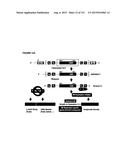 REVERSE GENETICS OF NEGATIVE-STRAND RNA VIRUSES IN YEAST diagram and image