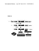 REVERSE GENETICS OF NEGATIVE-STRAND RNA VIRUSES IN YEAST diagram and image