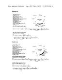 REVERSE GENETICS OF NEGATIVE-STRAND RNA VIRUSES IN YEAST diagram and image