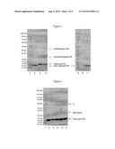 CONJUGATED PROTEINS AND PEPTIDES diagram and image