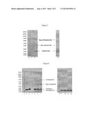 CONJUGATED PROTEINS AND PEPTIDES diagram and image