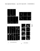 ANTI-ANGIOGENIC COMPOUNDS diagram and image