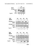 Methods and Peptides for Preventing and Treating A BCR-ABL and a C-ABL     Associated Disease diagram and image