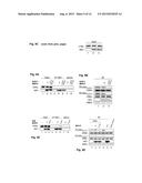 Methods and Peptides for Preventing and Treating A BCR-ABL and a C-ABL     Associated Disease diagram and image