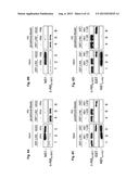 Methods and Peptides for Preventing and Treating A BCR-ABL and a C-ABL     Associated Disease diagram and image