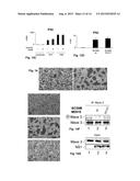 Methods and Peptides for Preventing and Treating A BCR-ABL and a C-ABL     Associated Disease diagram and image