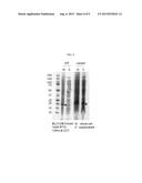 P15 PROTEIN VARIANT AND USE THEREOF FOR PREVENTING OR TREATING CANCER diagram and image