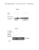 SHORT-FORM HUMAN MD-2 AS A NEGATIVE REGULATOR OF TOLL-LIKE RECEPTOR 4     SIGNALING diagram and image