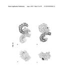 SHORT-FORM HUMAN MD-2 AS A NEGATIVE REGULATOR OF TOLL-LIKE RECEPTOR 4     SIGNALING diagram and image