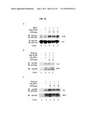 SHORT-FORM HUMAN MD-2 AS A NEGATIVE REGULATOR OF TOLL-LIKE RECEPTOR 4     SIGNALING diagram and image