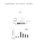 SHORT-FORM HUMAN MD-2 AS A NEGATIVE REGULATOR OF TOLL-LIKE RECEPTOR 4     SIGNALING diagram and image