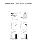 SHORT-FORM HUMAN MD-2 AS A NEGATIVE REGULATOR OF TOLL-LIKE RECEPTOR 4     SIGNALING diagram and image