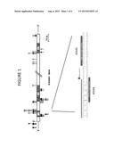 METHODS AND COMPOSITIONS FOR TREATMENT OF A BETA THALESSEMIA diagram and image