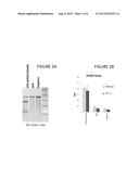 METHODS AND COMPOSITIONS FOR TREATMENT OF A BETA THALESSEMIA diagram and image