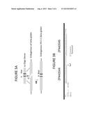 METHODS AND COMPOSITIONS FOR TREATMENT OF A BETA THALESSEMIA diagram and image