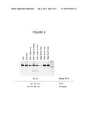 METHODS AND COMPOSITIONS FOR TREATMENT OF A BETA THALESSEMIA diagram and image