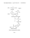 Method for In-Vivo Binding of Chromatin Fragments diagram and image