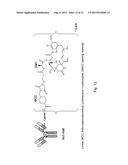 CD27L  ANTIGEN BINDING PROTEINS diagram and image