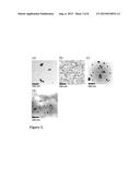 NANOPARTICLE SYNTHESIS USING PLANT EXTRACTS AND VIRUS diagram and image