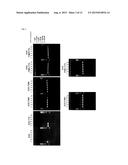 MODIFIED DNA POLYMERASE diagram and image