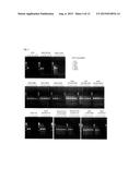 MODIFIED DNA POLYMERASE diagram and image