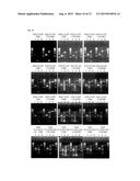 MODIFIED DNA POLYMERASE diagram and image