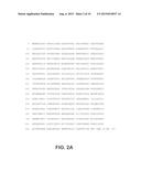 DNA POLYMERASES AND RELATED METHODS diagram and image