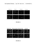 IN VITRO ASSAY FOR PREDICTING RENAL PROXIMAL TUBULAR CELL TOXICITY diagram and image