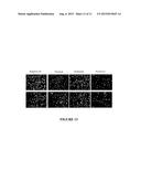 IN VITRO ASSAY FOR PREDICTING RENAL PROXIMAL TUBULAR CELL TOXICITY diagram and image