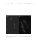 INTRACELLULAR ORGANELLE PEPTIDE TARGETED ENZYME SUBSTRATES diagram and image