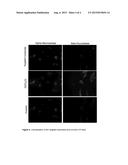 INTRACELLULAR ORGANELLE PEPTIDE TARGETED ENZYME SUBSTRATES diagram and image