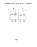 PRE-TRANSPLANT IgG REACTIVITY TO APOPTOTIC CELLS CORRELATES WITH LATE     KIDNEY ALLOGRAFT LOSS diagram and image