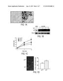 METHODS OF TREATMENT OF ISCHEMIA-INDUCED ANGIOGENESIS AND ARTERIOGENESIS diagram and image