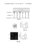 METHODS OF TREATMENT OF ISCHEMIA-INDUCED ANGIOGENESIS AND ARTERIOGENESIS diagram and image