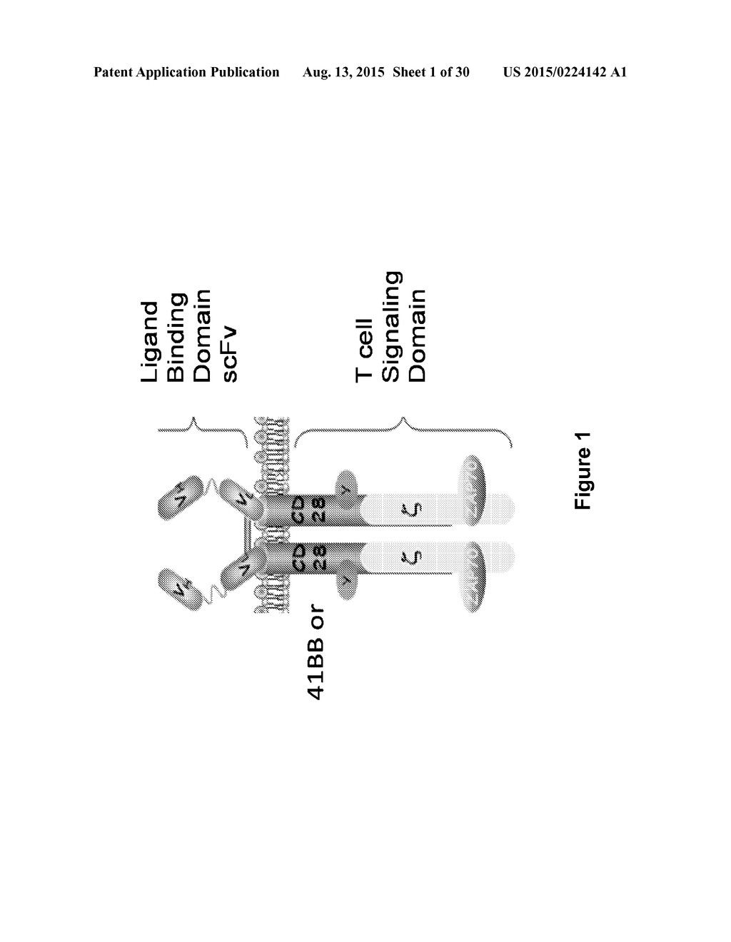 INHIBITION OF DIACYLGLYCEROL KINASE TO AUGMENT ADOPTIVE T CELL TRANSFER - diagram, schematic, and image 02