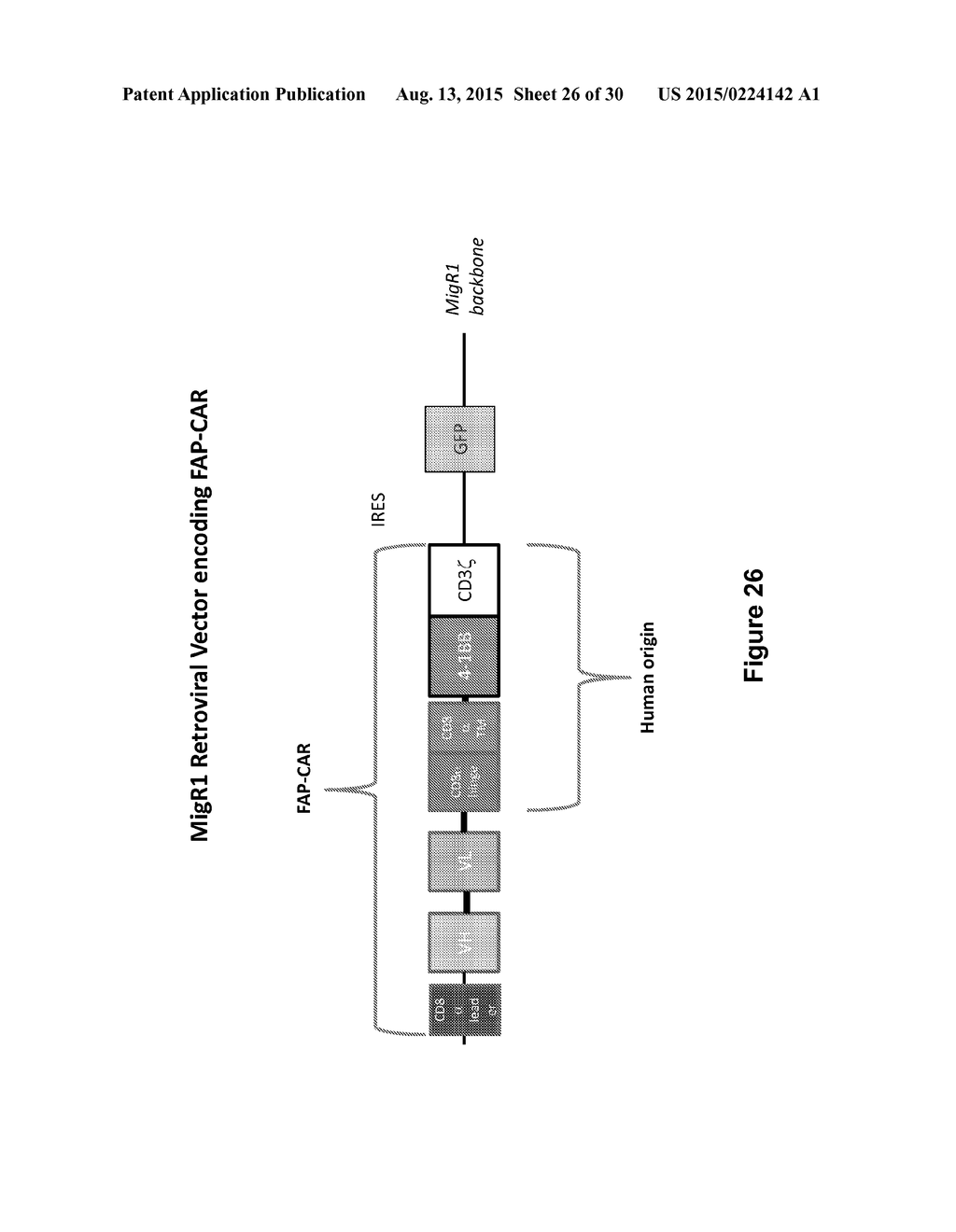 INHIBITION OF DIACYLGLYCEROL KINASE TO AUGMENT ADOPTIVE T CELL TRANSFER - diagram, schematic, and image 27