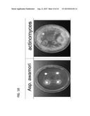 PAECILOMYCES VARIOTII VAR. BRUNNEOLUS GPP1101B, AND PREPARATION USING SAME diagram and image