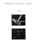 SOLID FORMS OF AN ION CHANNEL MODULATOR diagram and image