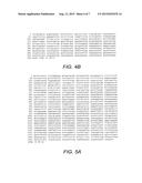 Chimeric NK receptor and methods for treating cancer diagram and image