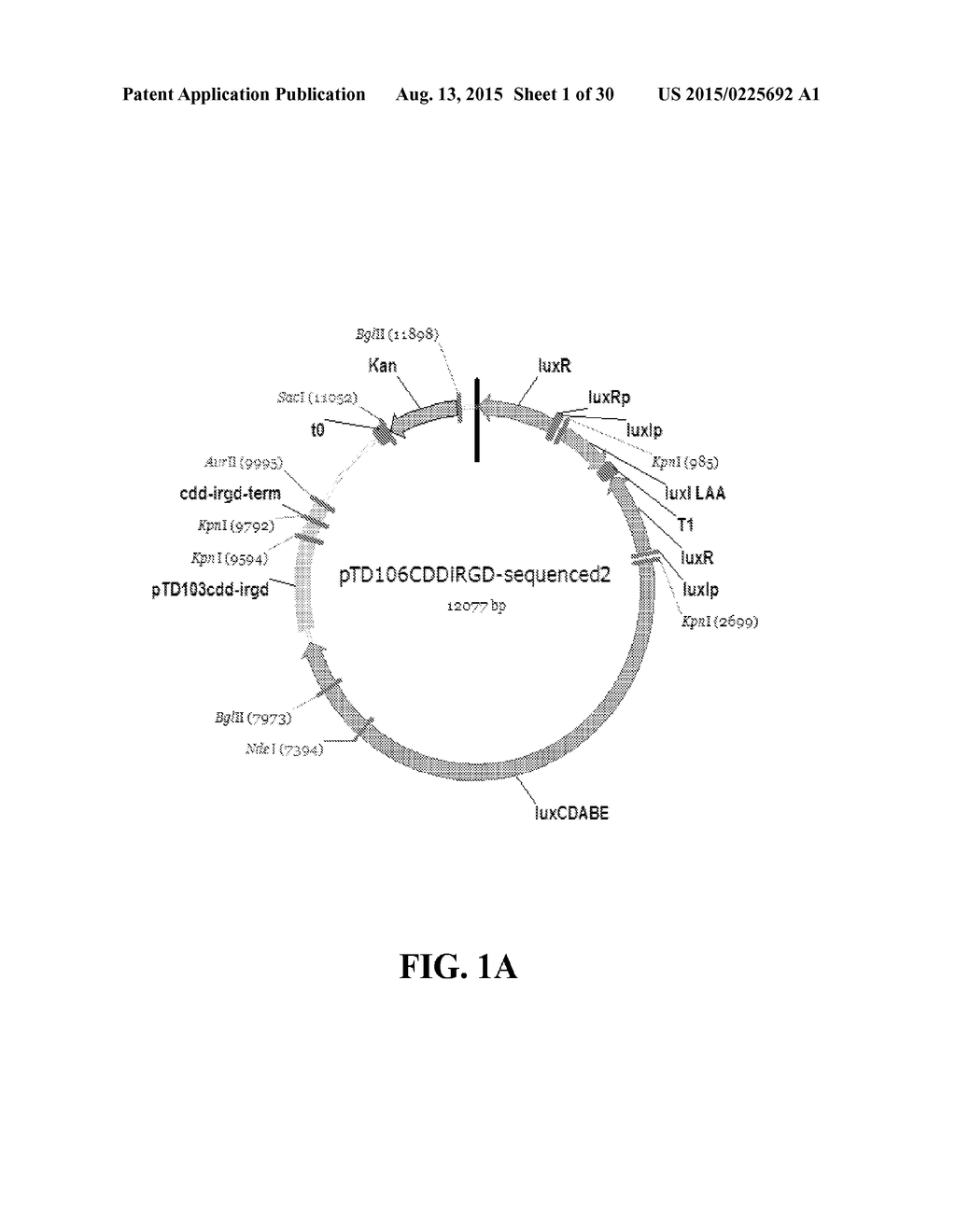 PROGRAMMABLE DRUG DELIVERY PROFILES OF TUMOR-TARGETED BACTERIA - diagram, schematic, and image 02