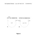 Antisense Polynucleotides to Induce Exon Skipping and Methods of Treating     Dystrophies diagram and image