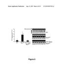 Antisense Polynucleotides to Induce Exon Skipping and Methods of Treating     Dystrophies diagram and image