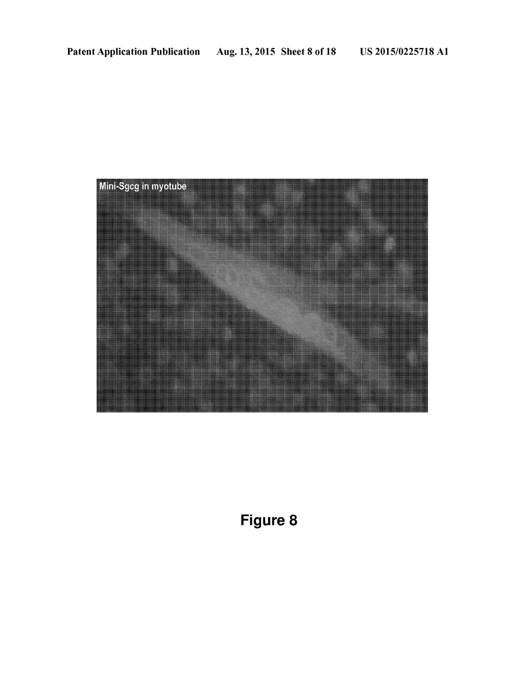 Antisense Polynucleotides to Induce Exon Skipping and Methods of Treating     Dystrophies - diagram, schematic, and image 09