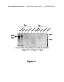 Antisense Polynucleotides to Induce Exon Skipping and Methods of Treating     Dystrophies diagram and image