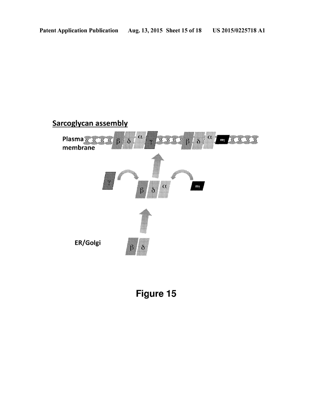 Antisense Polynucleotides to Induce Exon Skipping and Methods of Treating     Dystrophies - diagram, schematic, and image 16