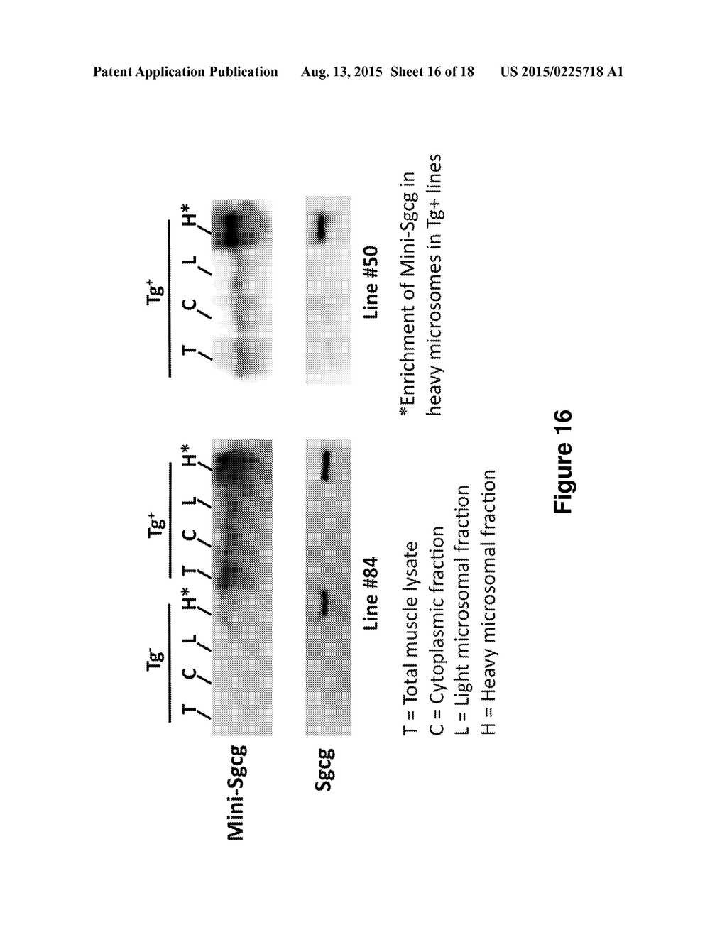 Antisense Polynucleotides to Induce Exon Skipping and Methods of Treating     Dystrophies - diagram, schematic, and image 17