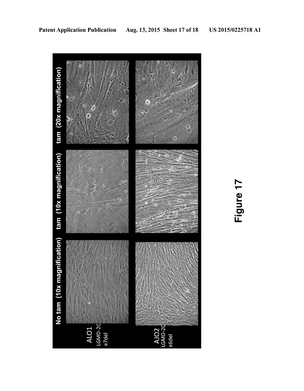 Antisense Polynucleotides to Induce Exon Skipping and Methods of Treating     Dystrophies - diagram, schematic, and image 18