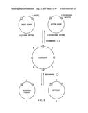 METHODS AND COMPOSITIONS FOR SYNTHESIS OF NUCLEIC ACID MOLECULES USING     MULTIPLERECOGNITION SITES diagram and image