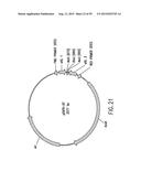 METHODS AND COMPOSITIONS FOR SYNTHESIS OF NUCLEIC ACID MOLECULES USING     MULTIPLERECOGNITION SITES diagram and image